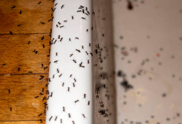 Professional Pest Control in Enderlin, ND