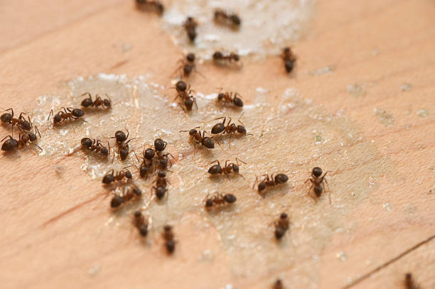 Best Residential Pest Control  in Eerlin, ND
